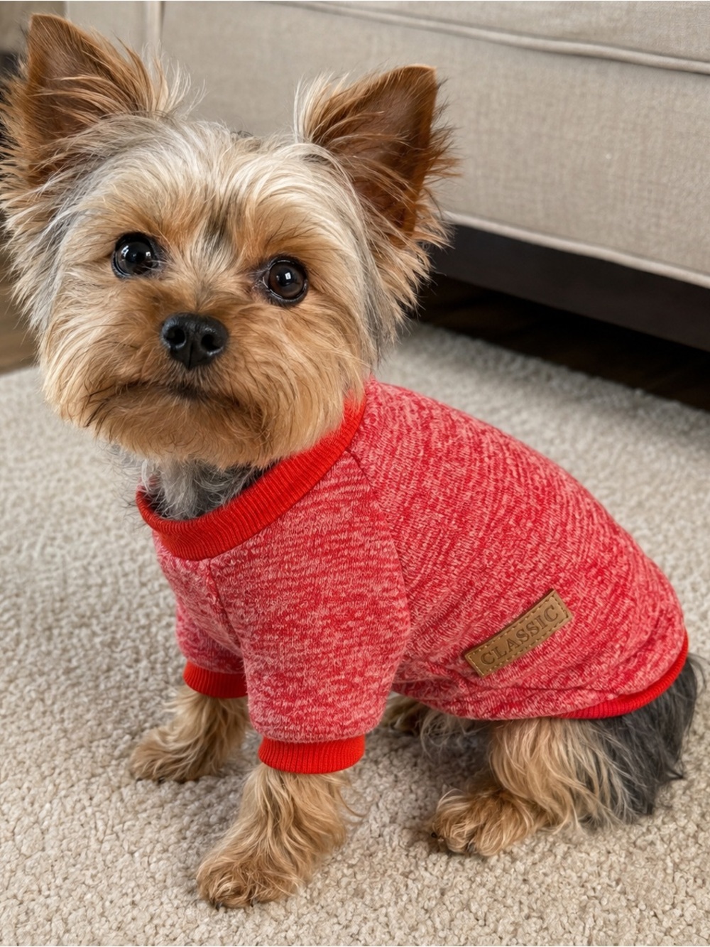 Classic Red Marled Dog Jumper with Rib Trim